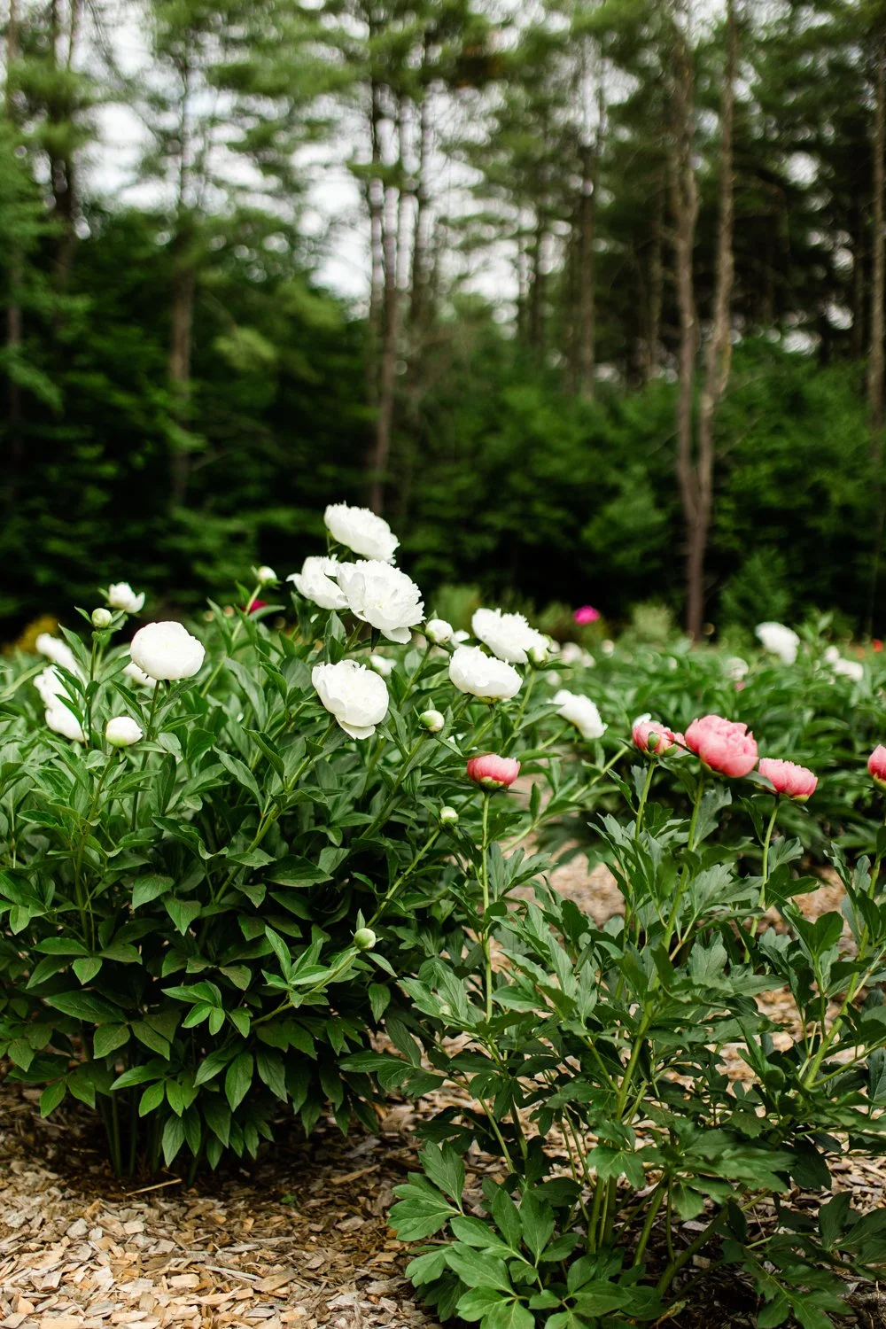 Grow Peonies for Profit on your Flower Farm — TANGLEBLOOM