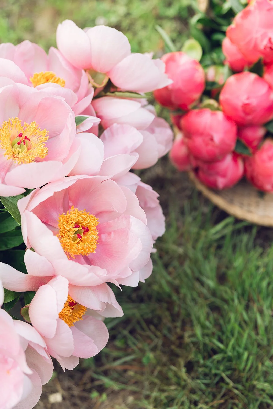 Sneak Tanglebloom-53.jpg