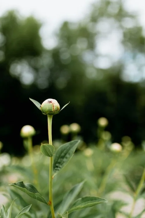 peony bud.jpg