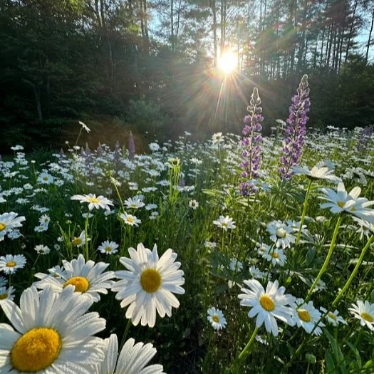 Screen Shot 2025-02-09 at 10.47.35 AM.jpg