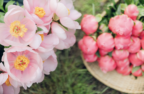 Peony Farm Events at Tanglebloom Farm, Vermont