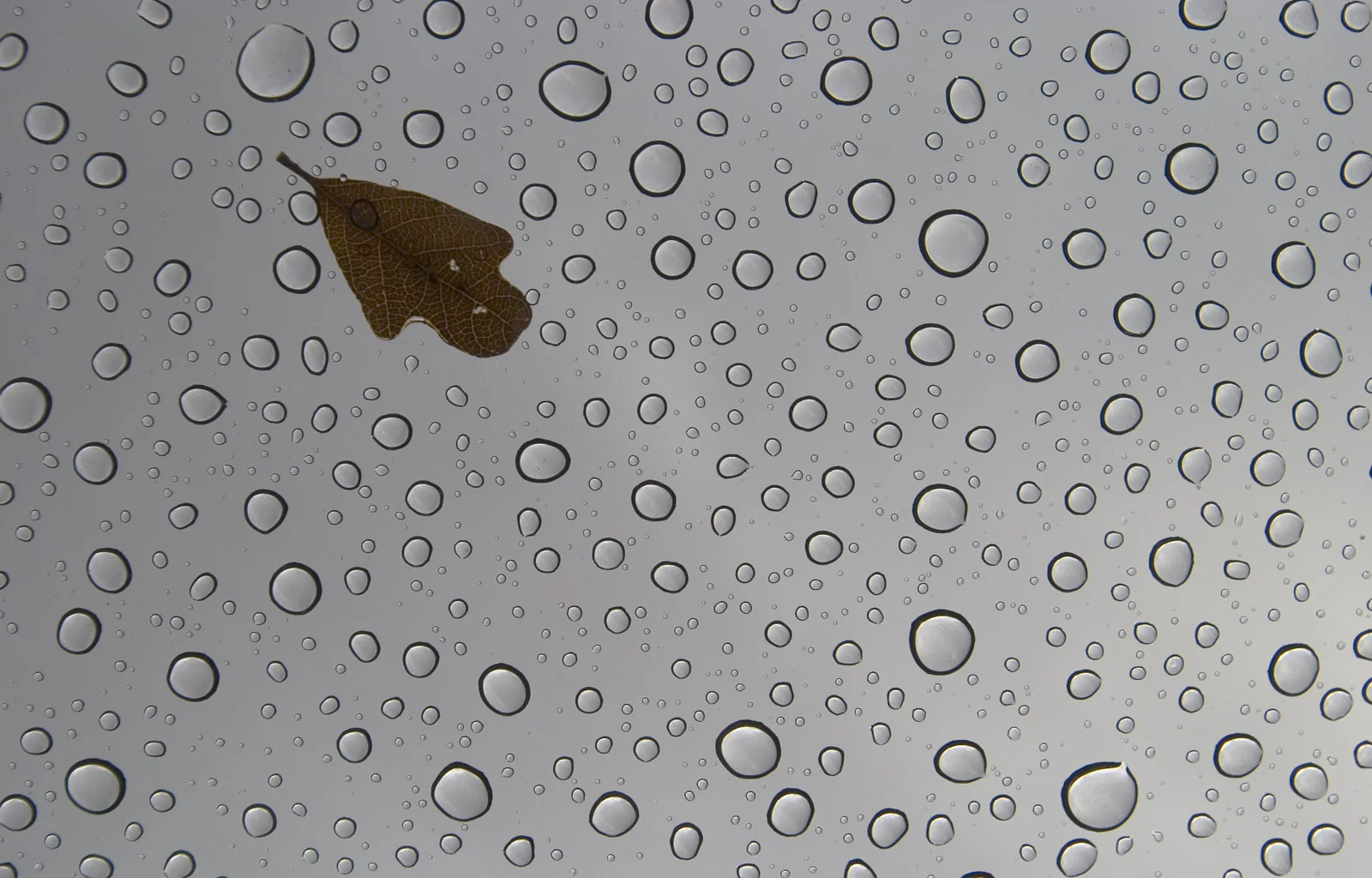 34492441.rainspots_with_leaf.jpg