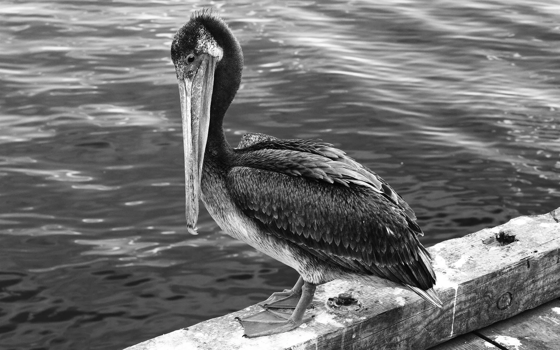 118476091.yJflb52t.pelican.jpg