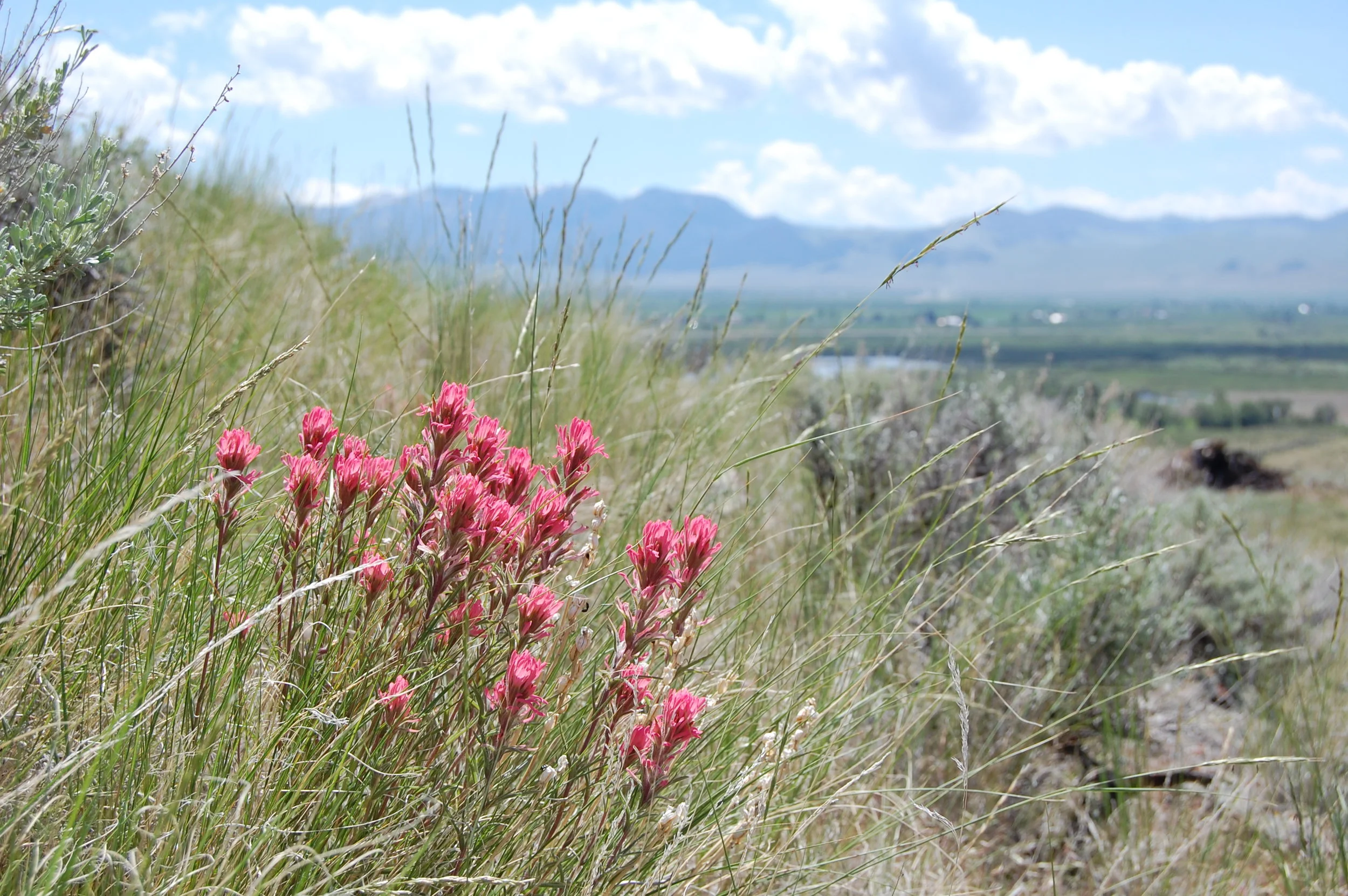 Spring Wildflowers Walk - June 15th 2019