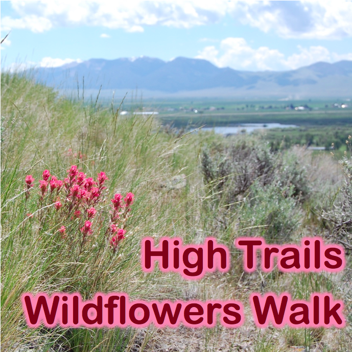 Wildflowers Walk