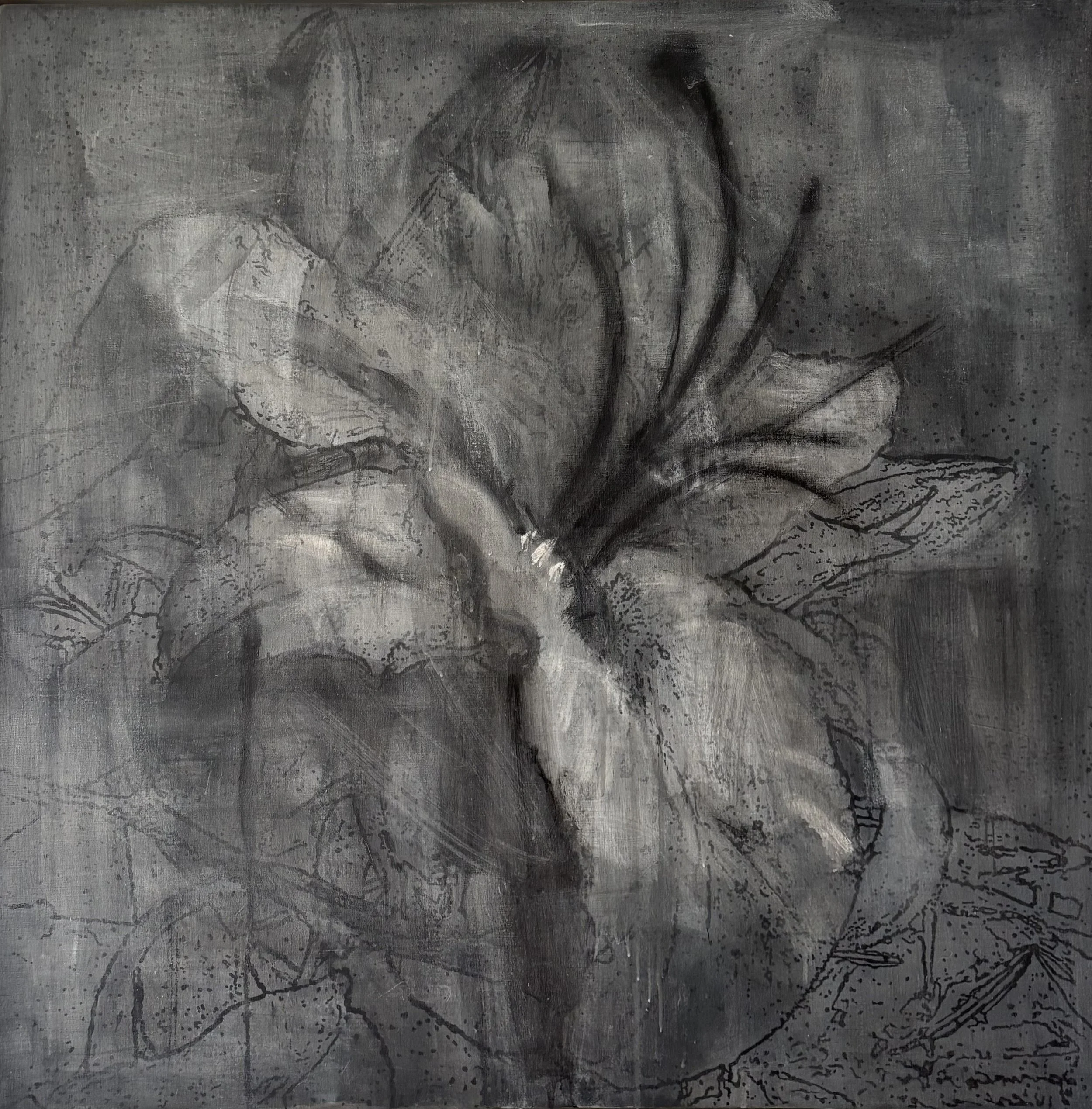 LILY, 2003 Graphite on canvas | 59”x 59” I NQUIRE
