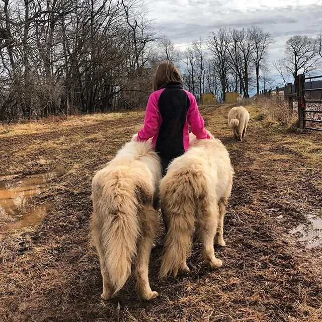 Our pack of large guardian dogs living up to their respected title. #greatpyrenees #catoctinmountainfarm