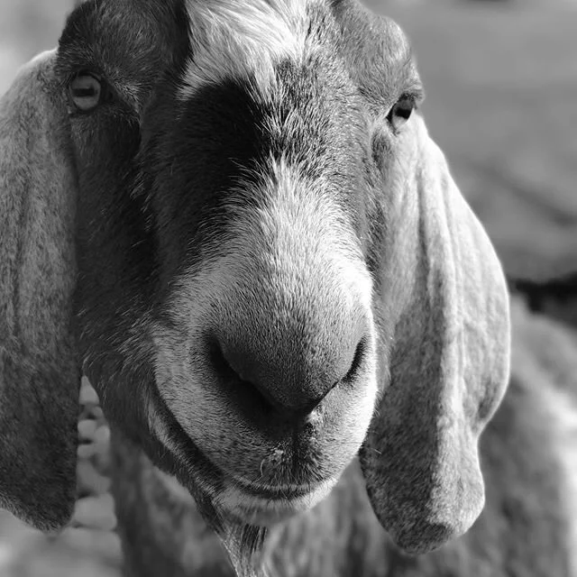 Prayers for Patrick. He&rsquo;s been feeling under the weather for the last week but with extra TLC we&rsquo;re hopeful he&rsquo;ll turn the corner soon. #petgoat #nubiangoats #farmlife #catoctinmountainfarm