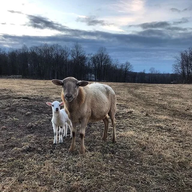Lambing season is here. Four new babies this week.