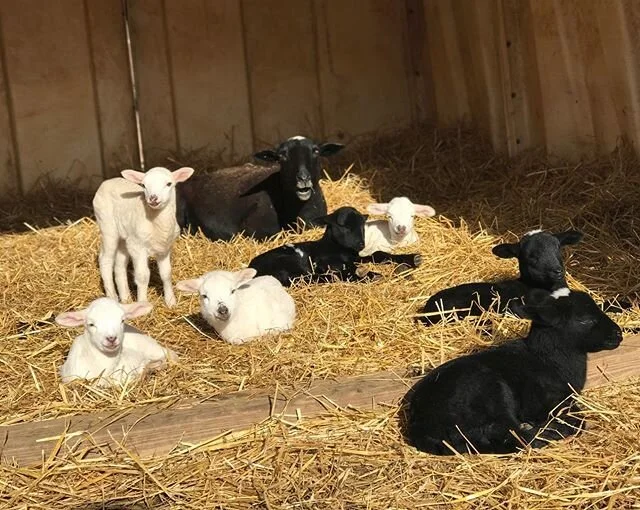 The homestretch of lambing season is looking pretty cute these days. 
#catoctinmountainfarm #lambingseason #katahdinsheep #frederickcountymd