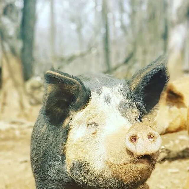 Please check out the @thefermentedpig if you live in DC or northern VA.  They're a great company, delicious products, and they only source from local farms.  They're still delivering.  #Repost @thefermentedpig @download.ins
---
Working with our local