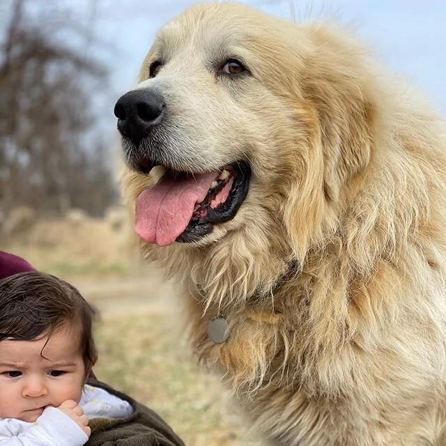 Gordon is the original LGD (livestock guardian dog) of the farm. He spent his puppyhood training with our two goats, Patrick and Cranston until he was ready to work. Pyrenees have a natural instinct to protect. He is fiercely loyal and despite our ef