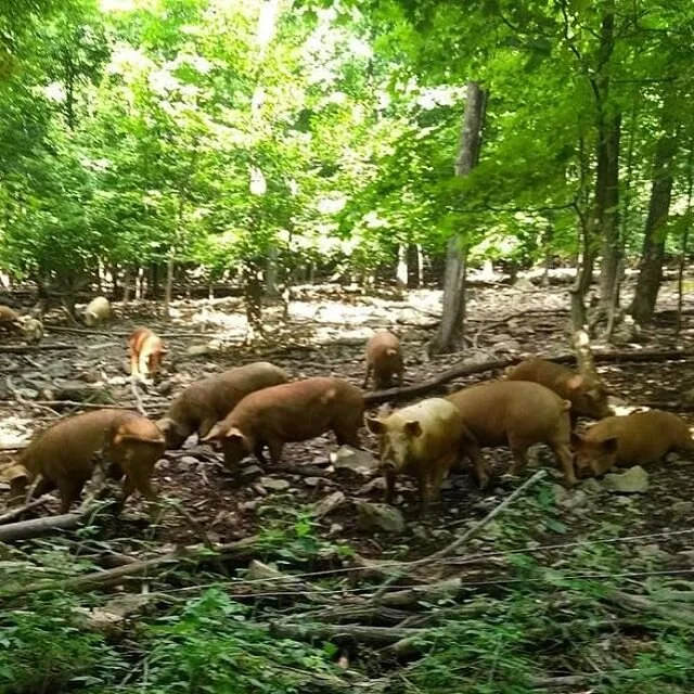 We've had a lot of inquiries about deliveries. We are not doing deliveries at this time, but our good friends @thefermentedpig are currently selling our product. They are still delivering.  Please get in touch with them if you're trying to buy any po