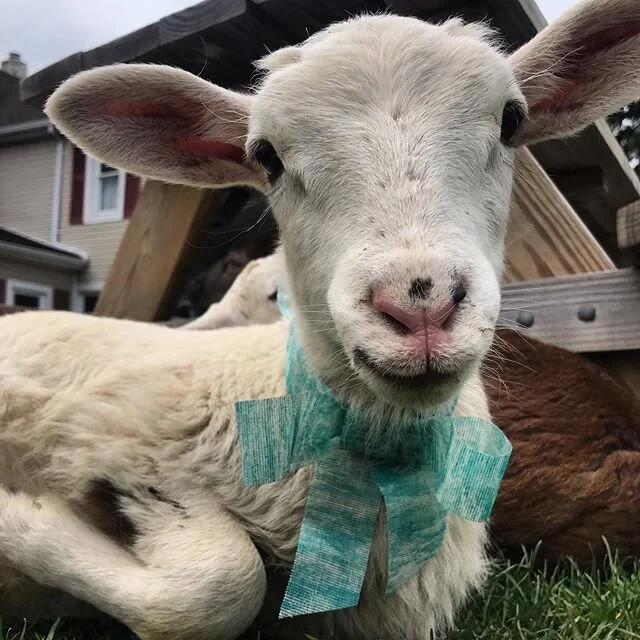 Brian feeling cute in his Easter bow