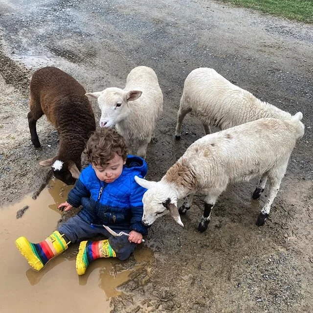 April on the mountain top is notorious for cool wet weather. Our farm road has many holes that turn into big deep puddles that make great homes to frog eggs and hours of fun for little boys. The bottle lambs are a friendly foursome and have been doin