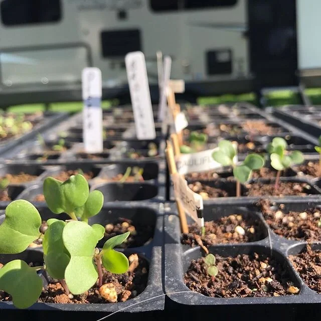 Pictured here: future jars of sauerkraut, jalape&ntilde;o margaritas, tomato basil salads and hopefully so much more.