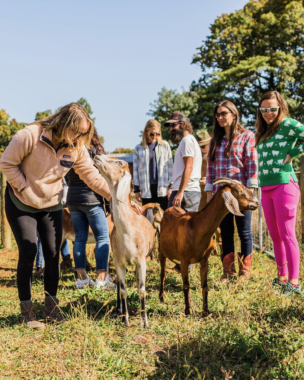 goat friends.JPG