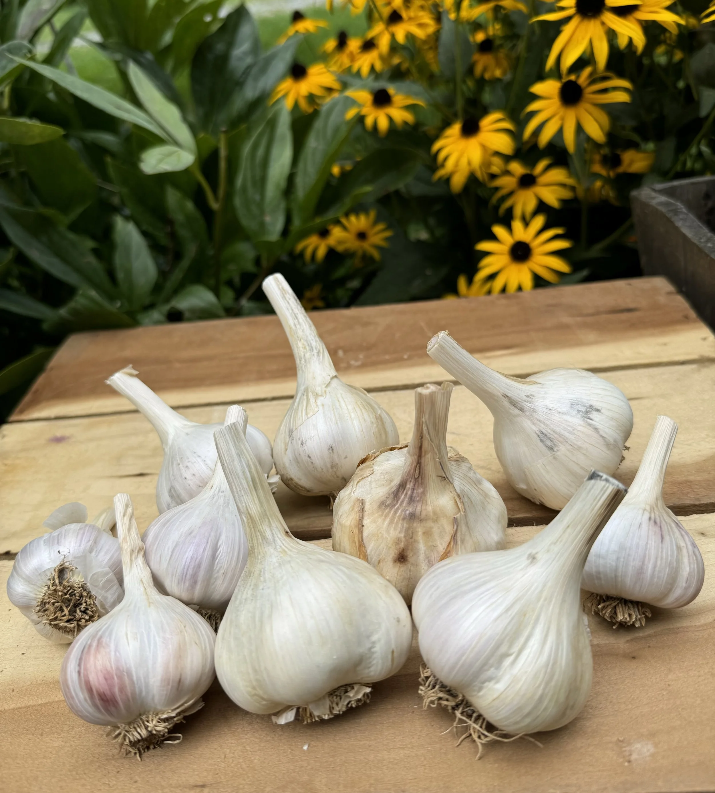 Garlic.jpg