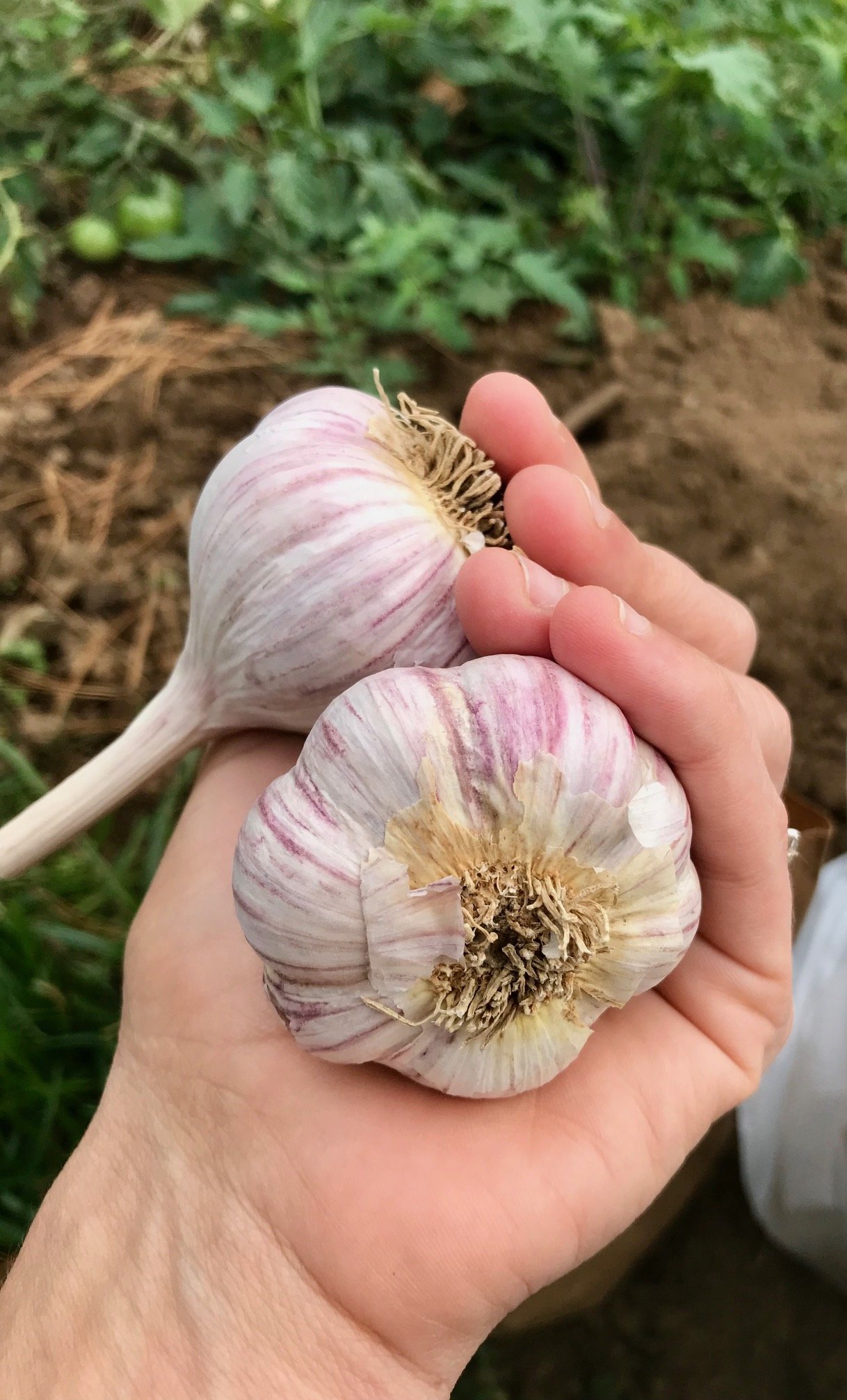 Garlic, single bulb