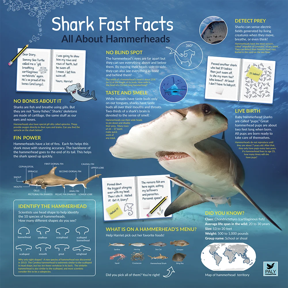 HammerheadExhibitPage — The Paly Foundation