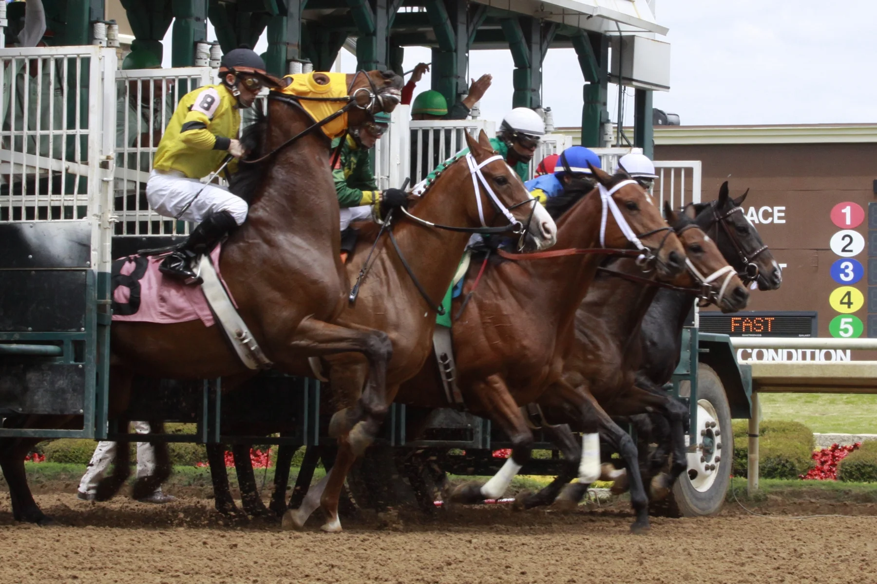 The Derby