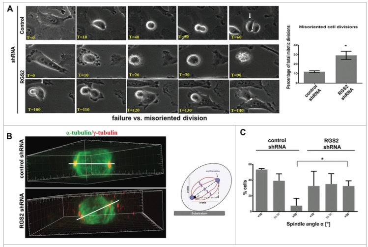 From Figure 6 of Edmarcia's paper where she illustrates nicely the loss of RGS2 causing a mitotic delay, failure, or asymmetric flattening of the two daughter cells ( A ). We believe spindle misorientation that occurs during metaphase is contributing to the asymmetric flattening of the two daughter cells ( B-C ).
