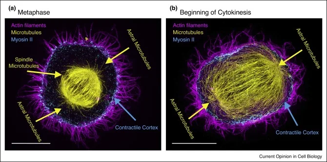 Figure 1. (a) Structured illumination microscopy micrograph of HeLa cell at metaphase , stained for α-tubulin (yellow), actin filaments (magenta) and myosin IIA (cyan). The mitotic spindle comprises spindle microtubules, that facilitate chromosome segregation and dictate furrow positioning, and astral microtubules that play a pivotal role in spindle positioning by interacting with the actin cortex. Myosin II is uniformly distributed at the cortex during metaphase. (b) Upon anaphase onset, myosin II is enriched at the equator to ingress the cleavage furrow . Note the extensive contacts between the mitotic spindle and the contractile cortex, suggesting cross-talk between these two cytoskeletal networks. Note that the actin bundles protruding from the cells are not retraction fibers, as they are not attached to the substrate. Scale bar: 10 μm.