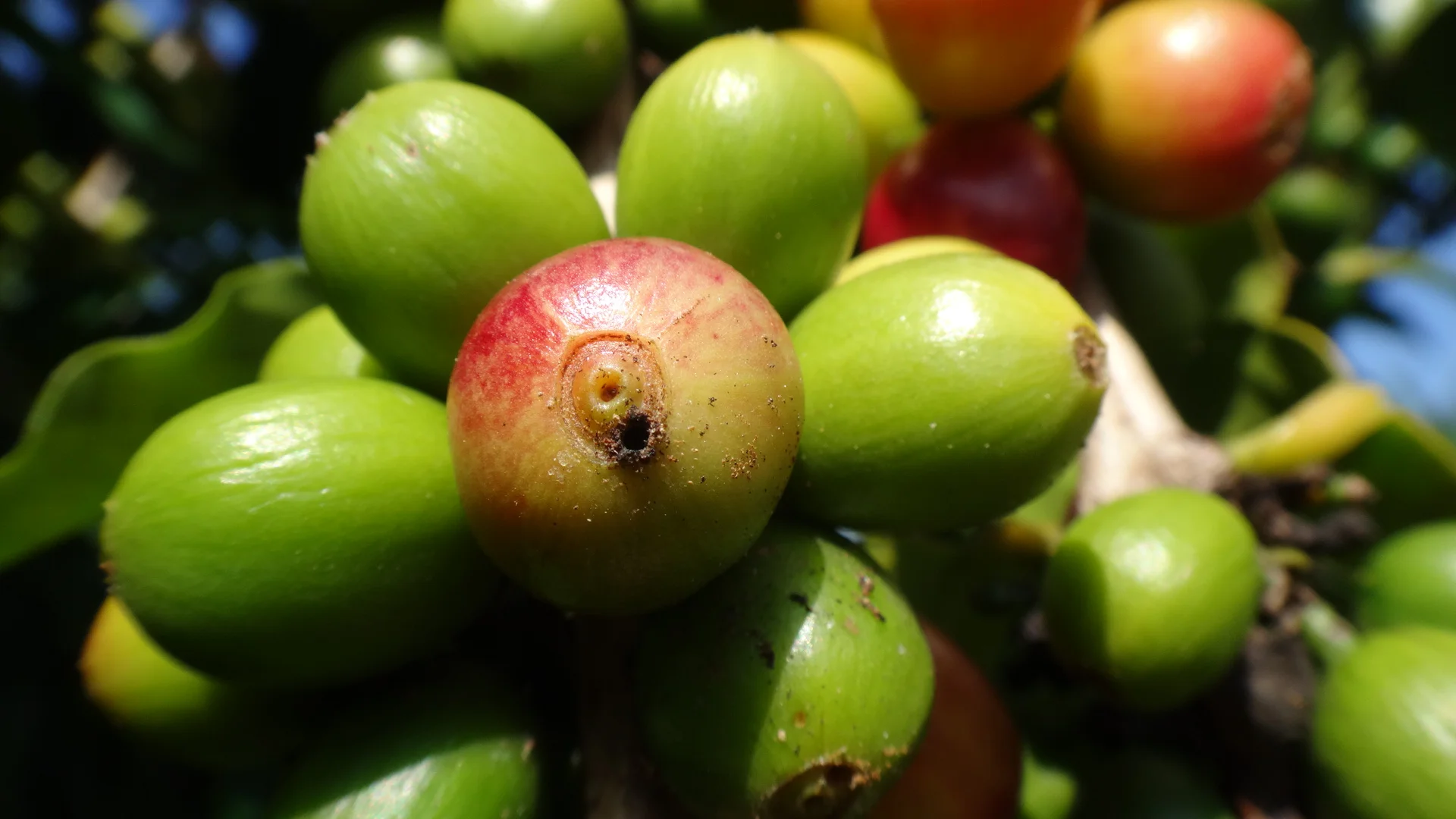 Hungry Hungry Beetles