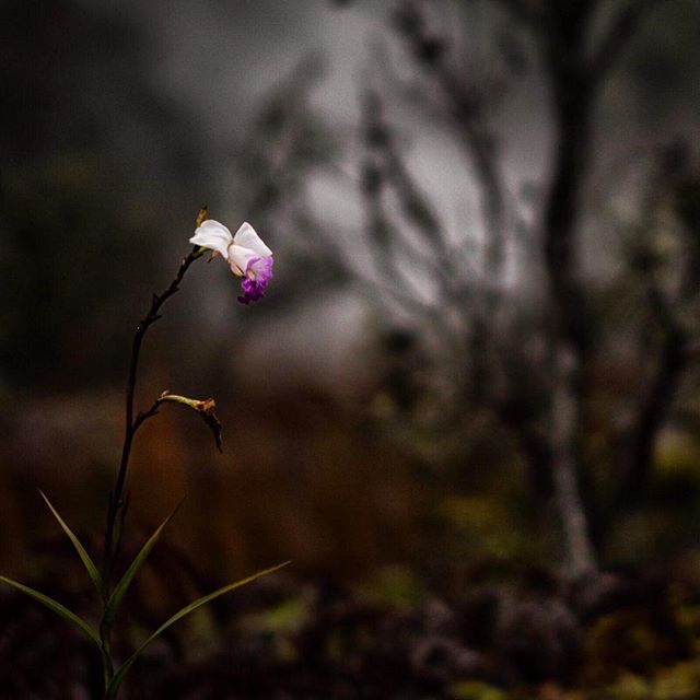 Providing a snapshot of the &ldquo;state of the art&rdquo; of local photography in the Islands, @PacificNewMedia presents their 10th annual &lsquo;Contemporary Photography in Hawai'i&rsquo; show currently on display @ARTSatMarks in downtown Honolulu.