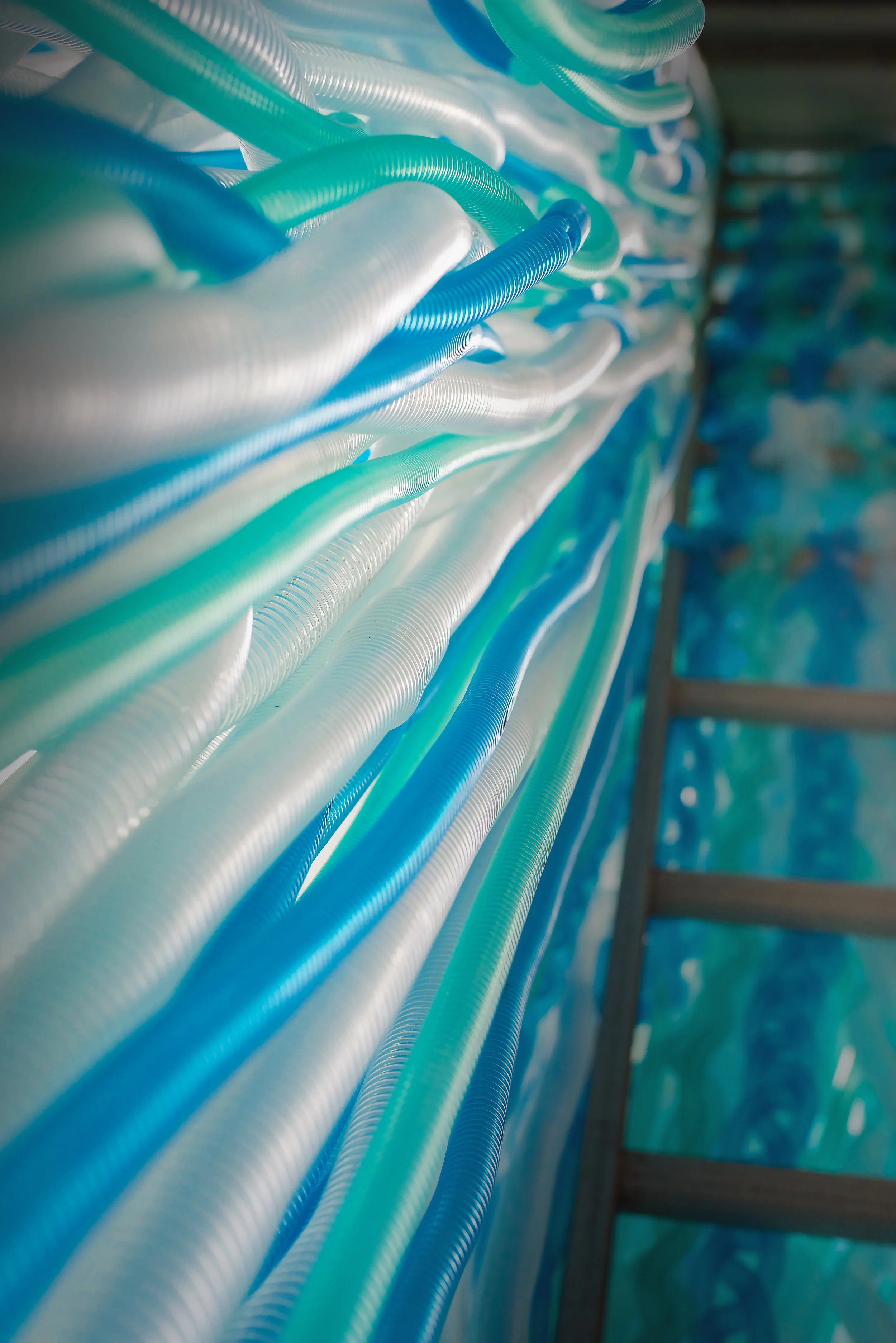 Photo by Gloria Araya - 524AE88E-1DD3-4F34-8C28-6CC3D2267C0D_1_100_o.JPG