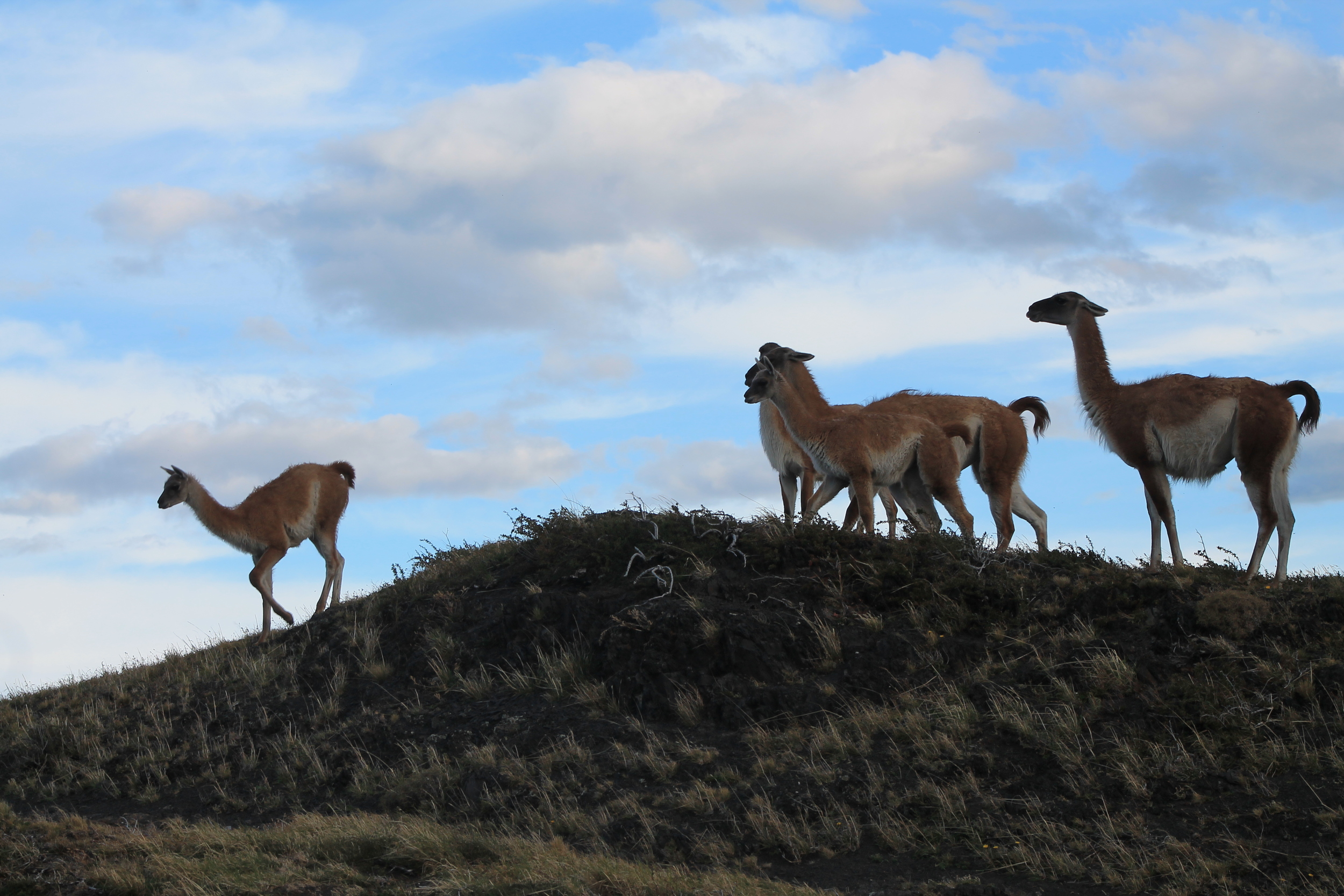 GUANACOS!!!