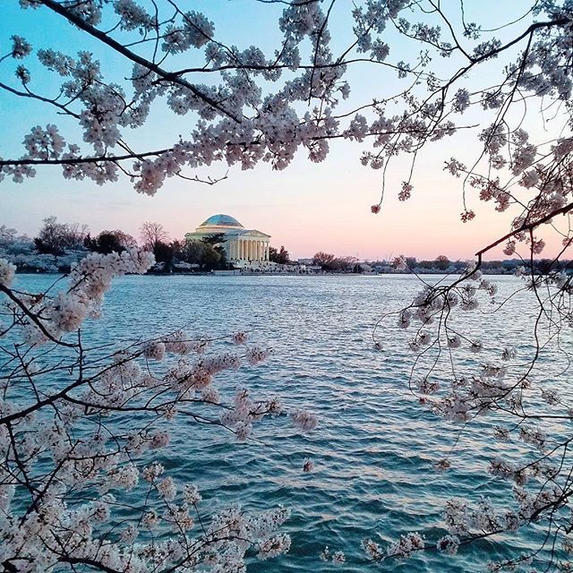 This place, these blossoms - they never get old