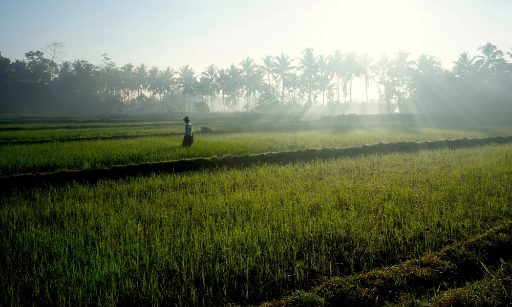 Rice Field