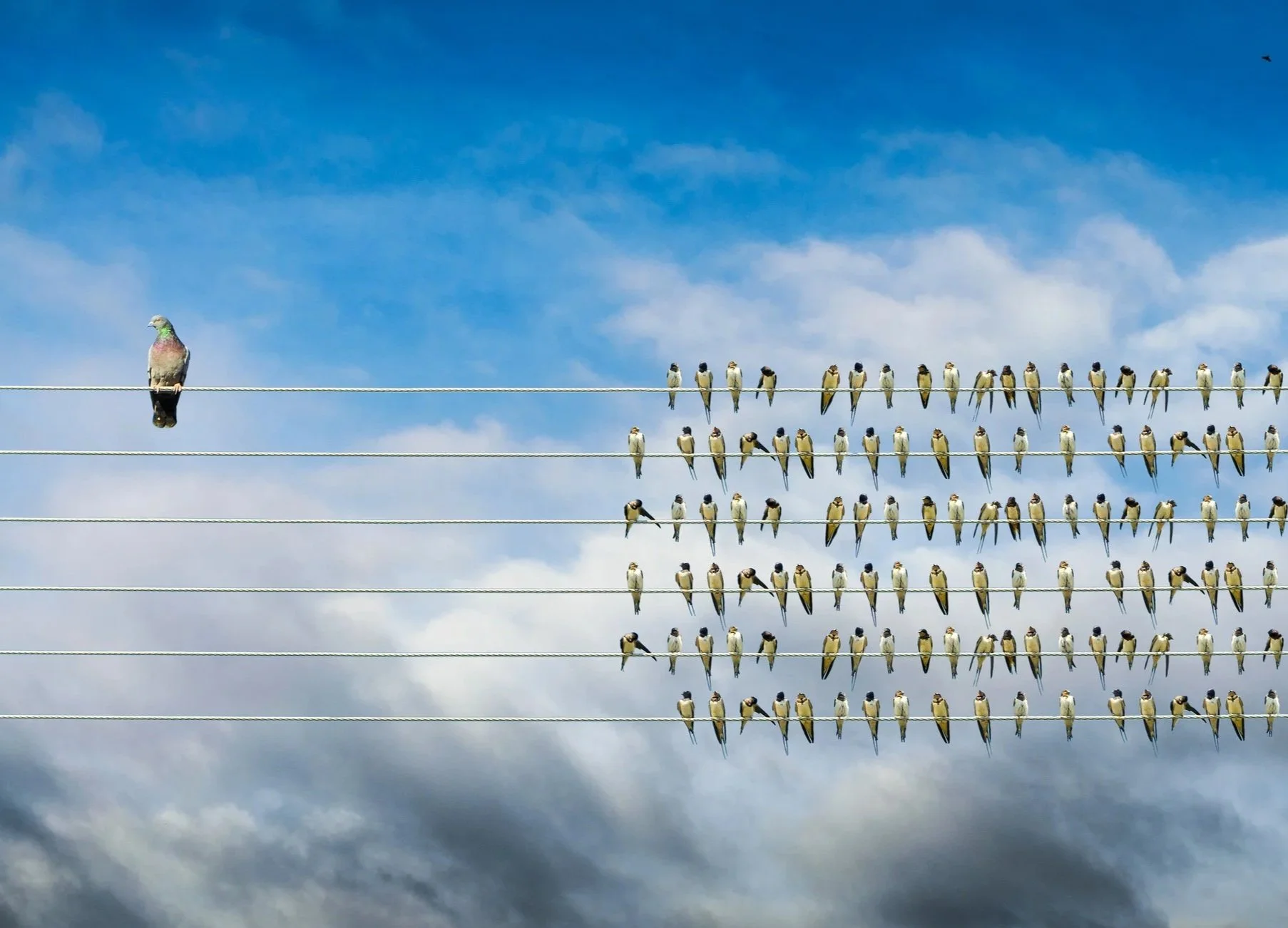 Birds on a Wire 2.jpg