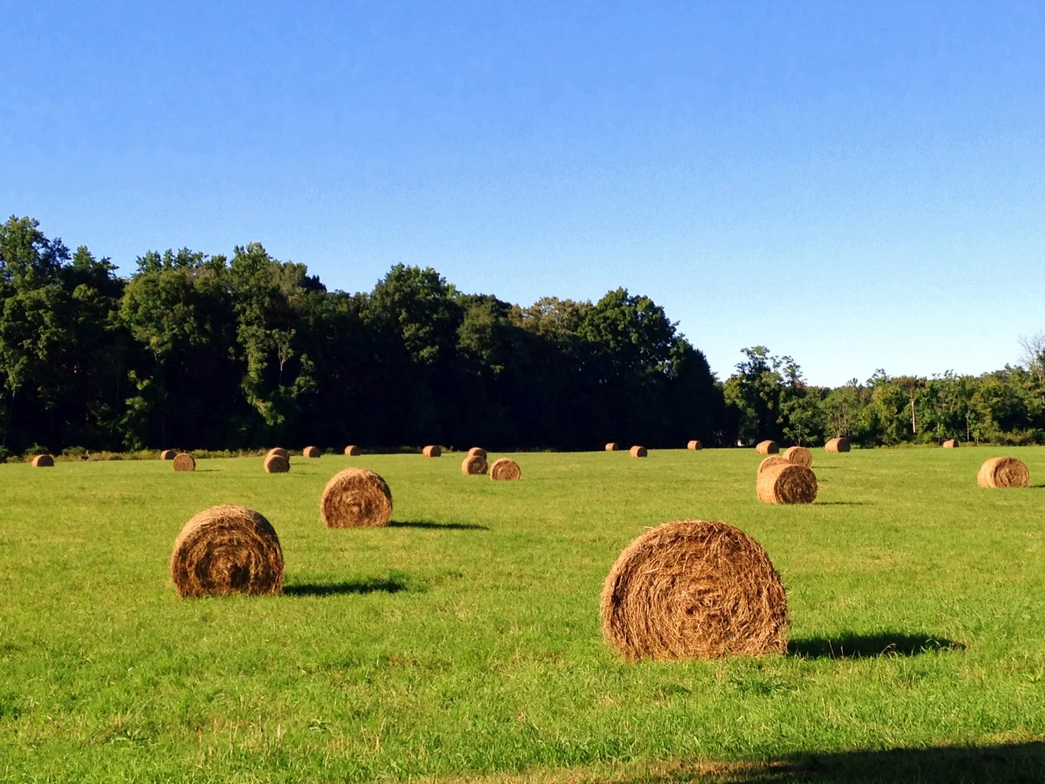 hay bales FDR estate.JPG