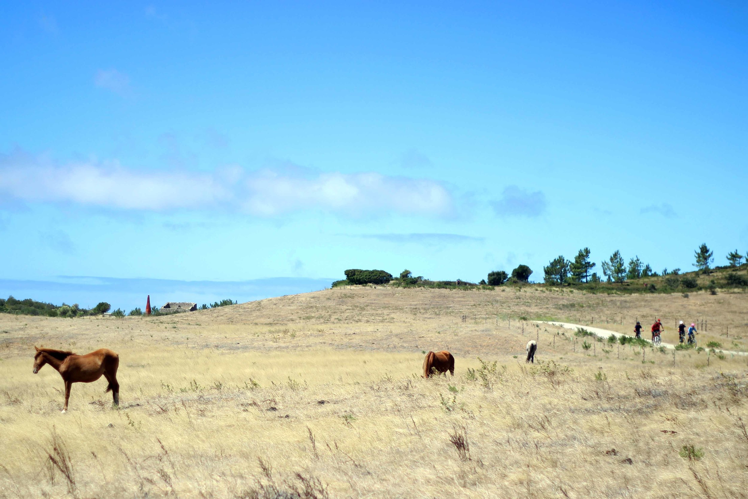 riding with horses