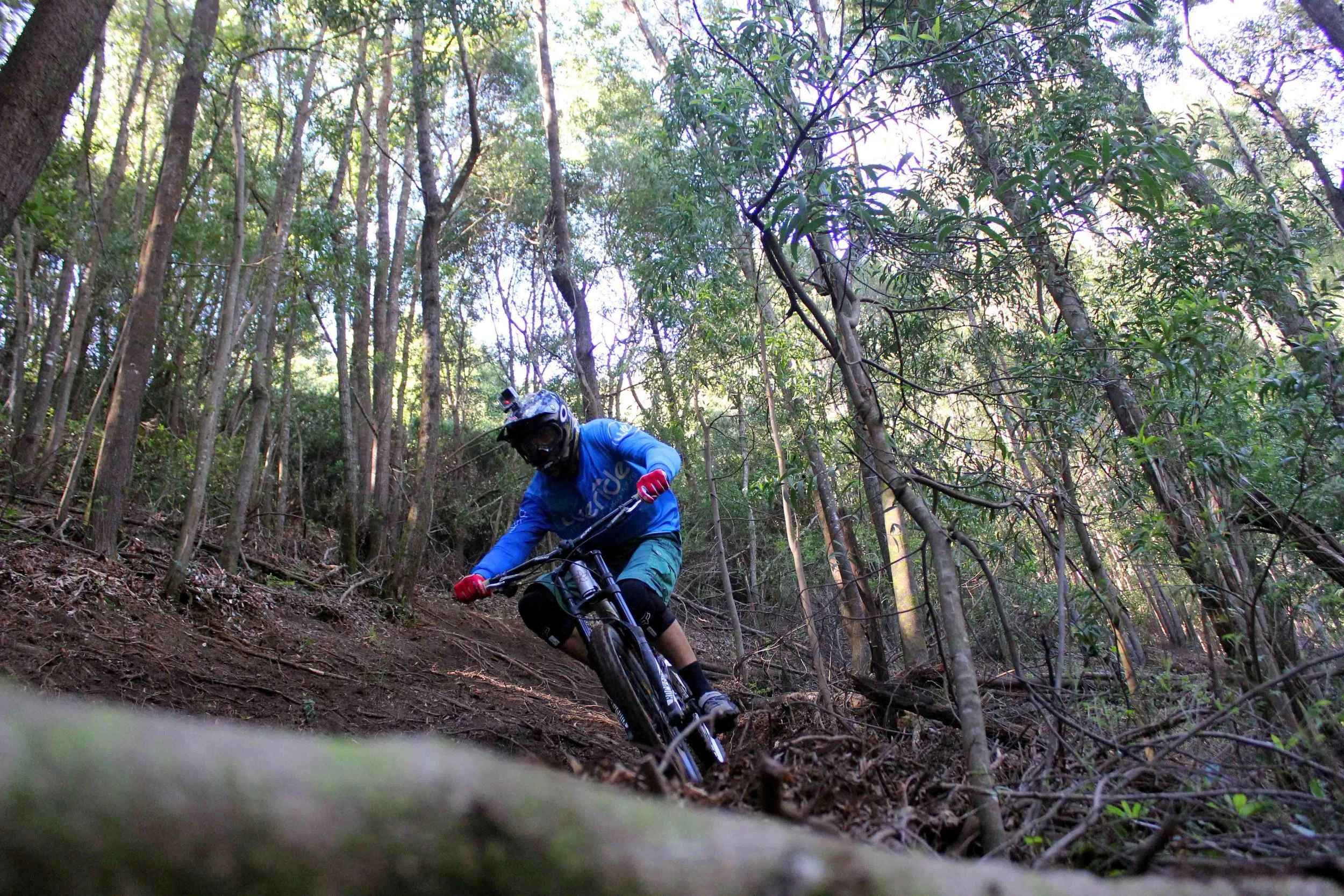 MEDEIROS STEEP ROOTS SECTION 2