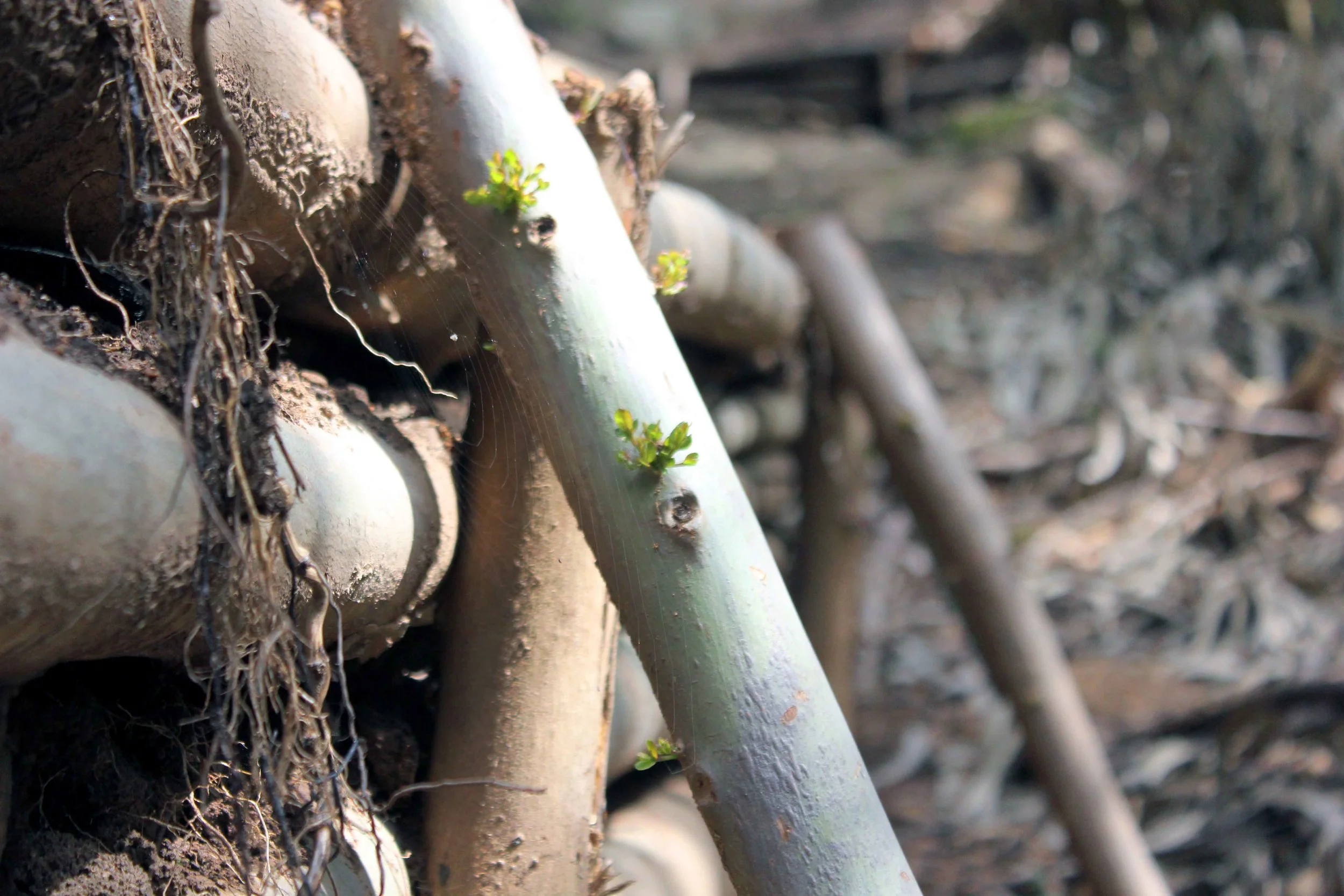 NATURE WILL ALWAYS PREVAIL