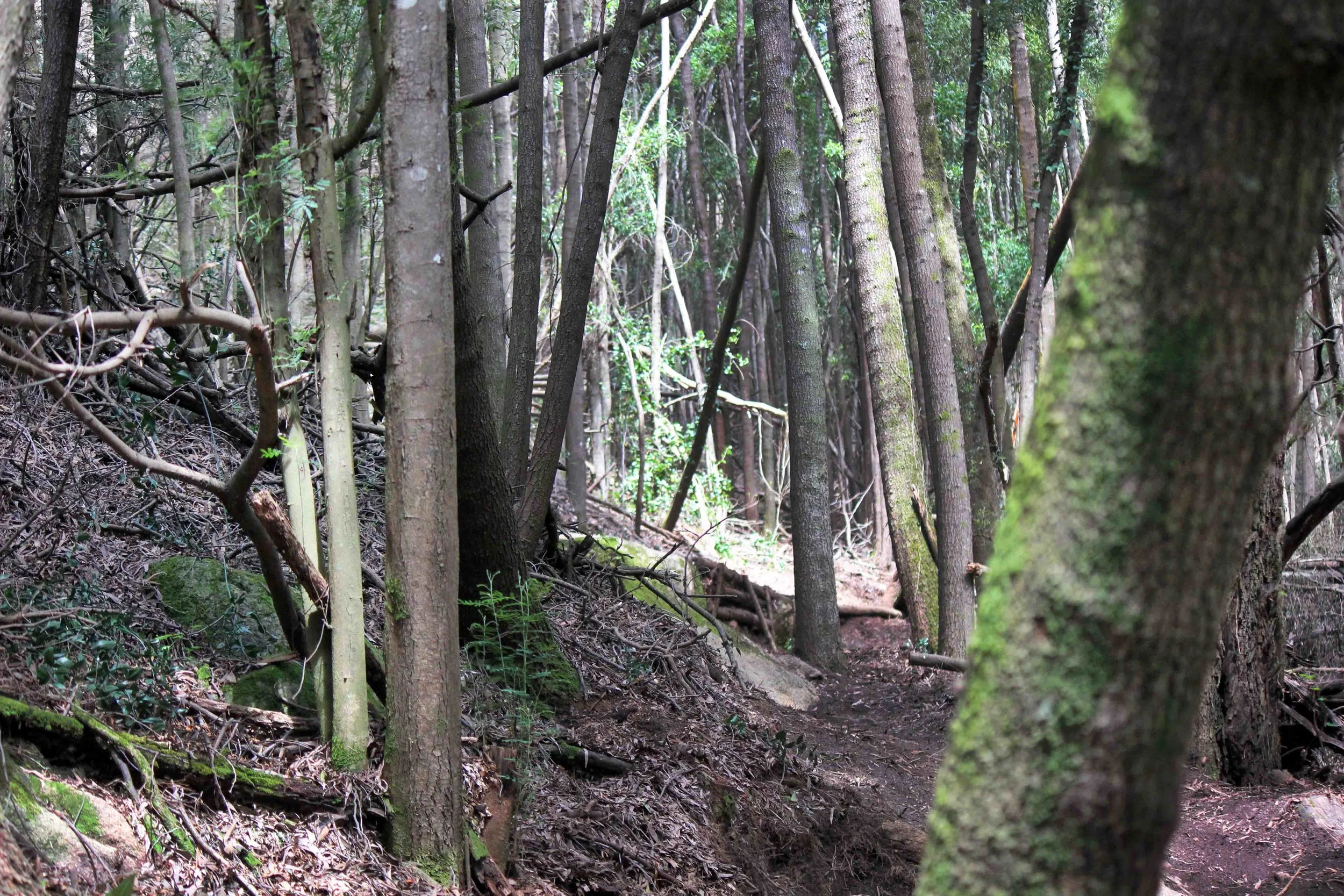 DARK TERRAIN IN THE WOODS