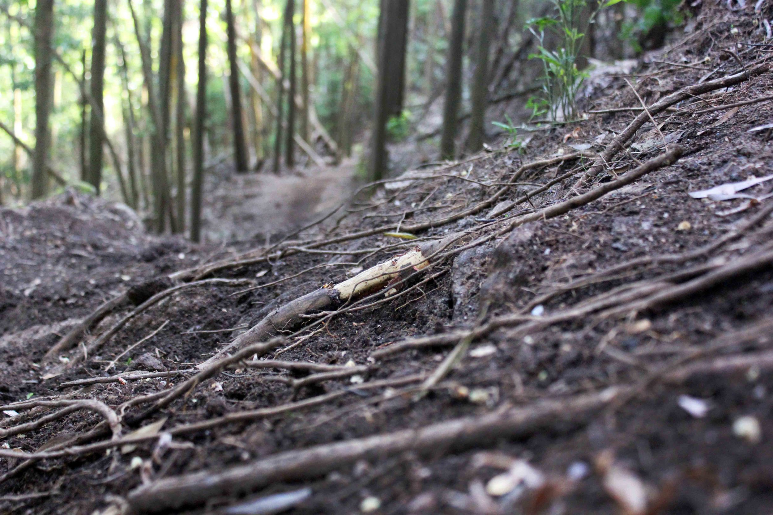 WE LOVE THIS ROOTY TERRAIN