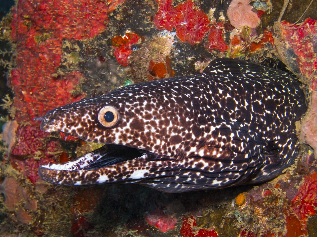“Spotted Moray Eel” by @coby_bidwell via Flickr