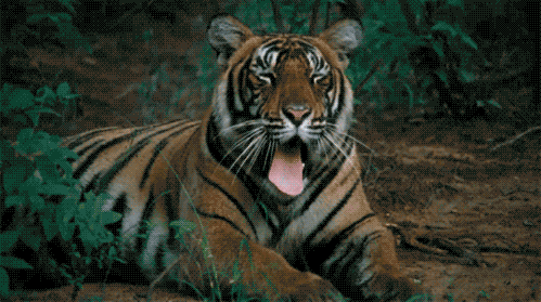 TigerYawn.gif