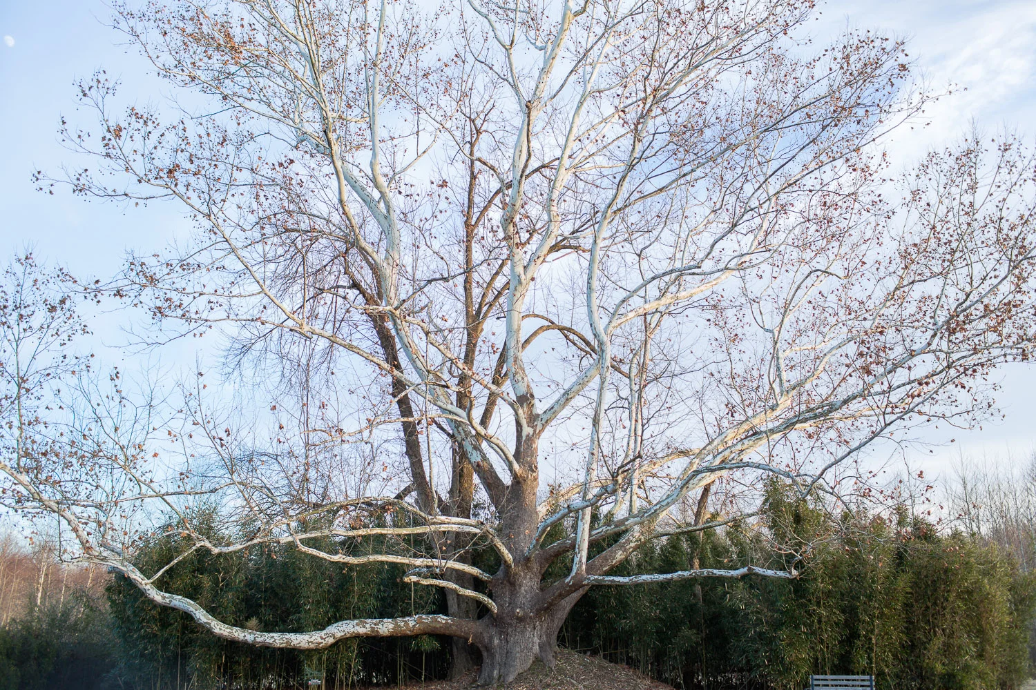 The Carahills II Historic Sycamore Tree is one of only 17 in Tennessee