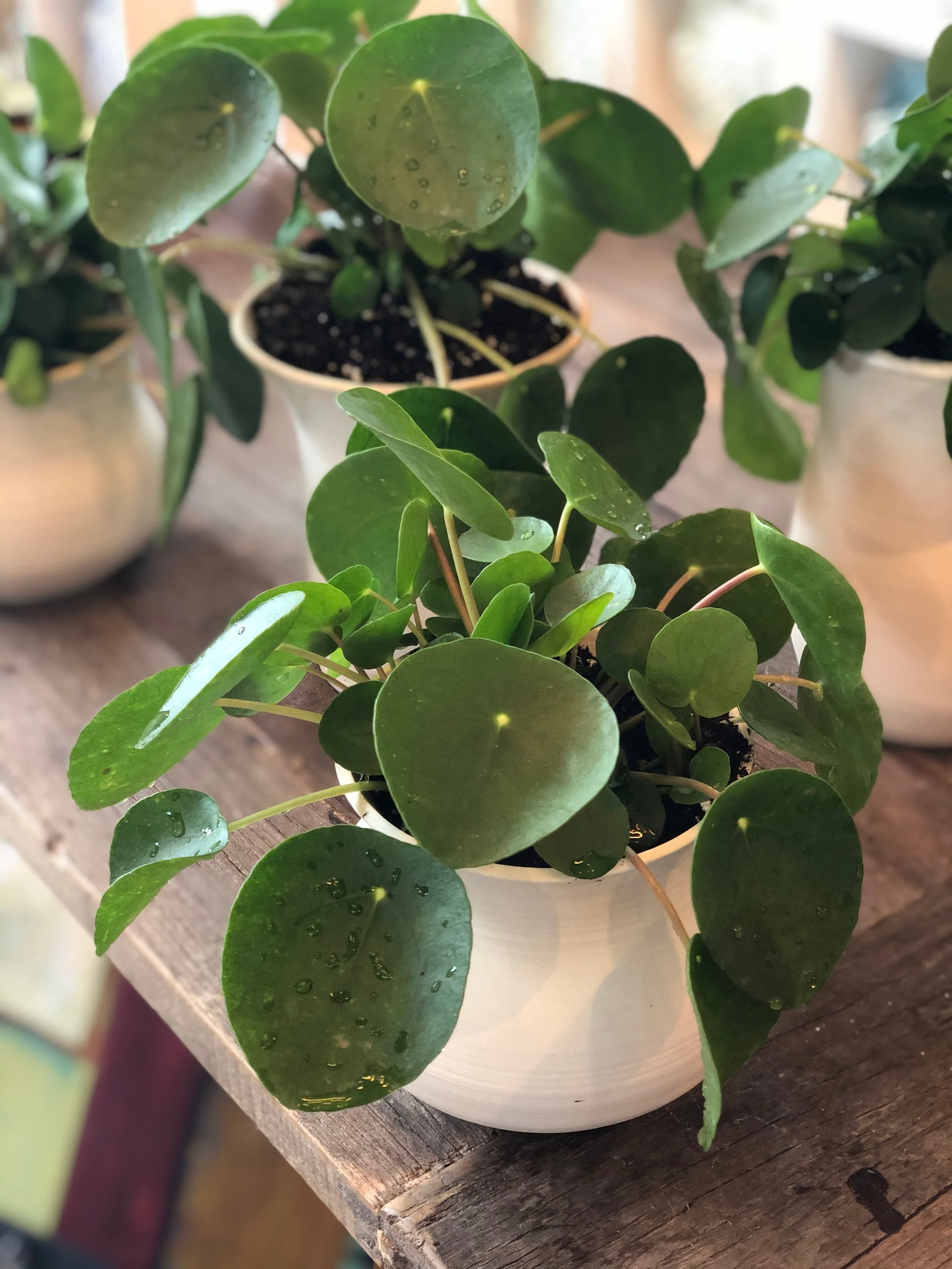 Pilea paired with Porcelain Vessel