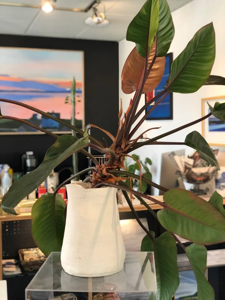 Philodendron Rojo Congo with Porcelain Vessel