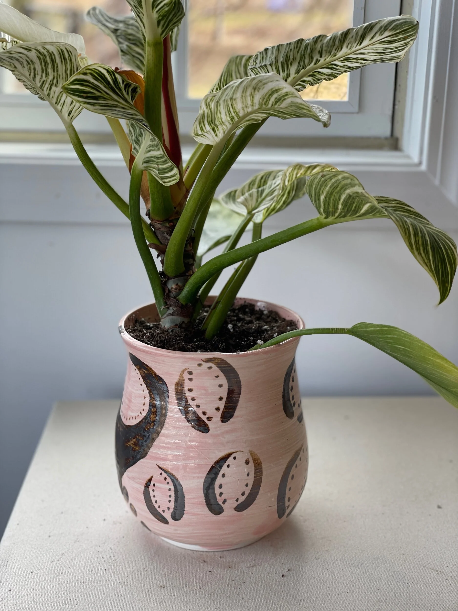 variegated spider plants Easy to Grow Bulbs Spider Plant Variegated Houseplant