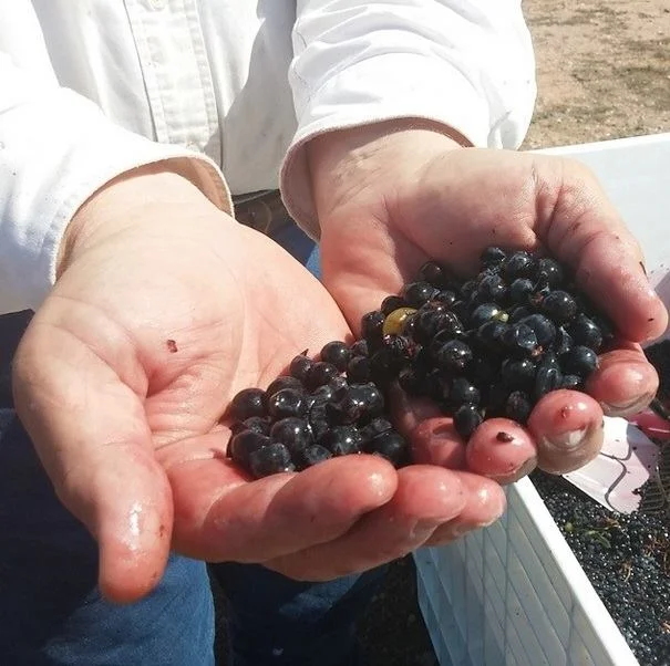 GrapesHands.jpg