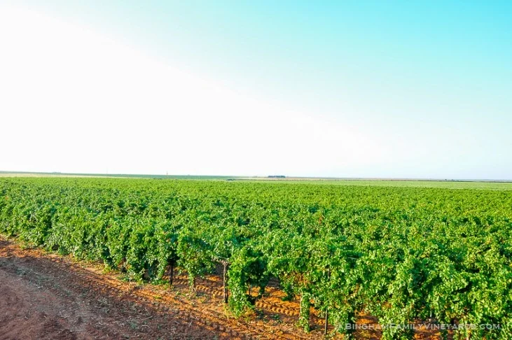 Bingham vineyards.jpg