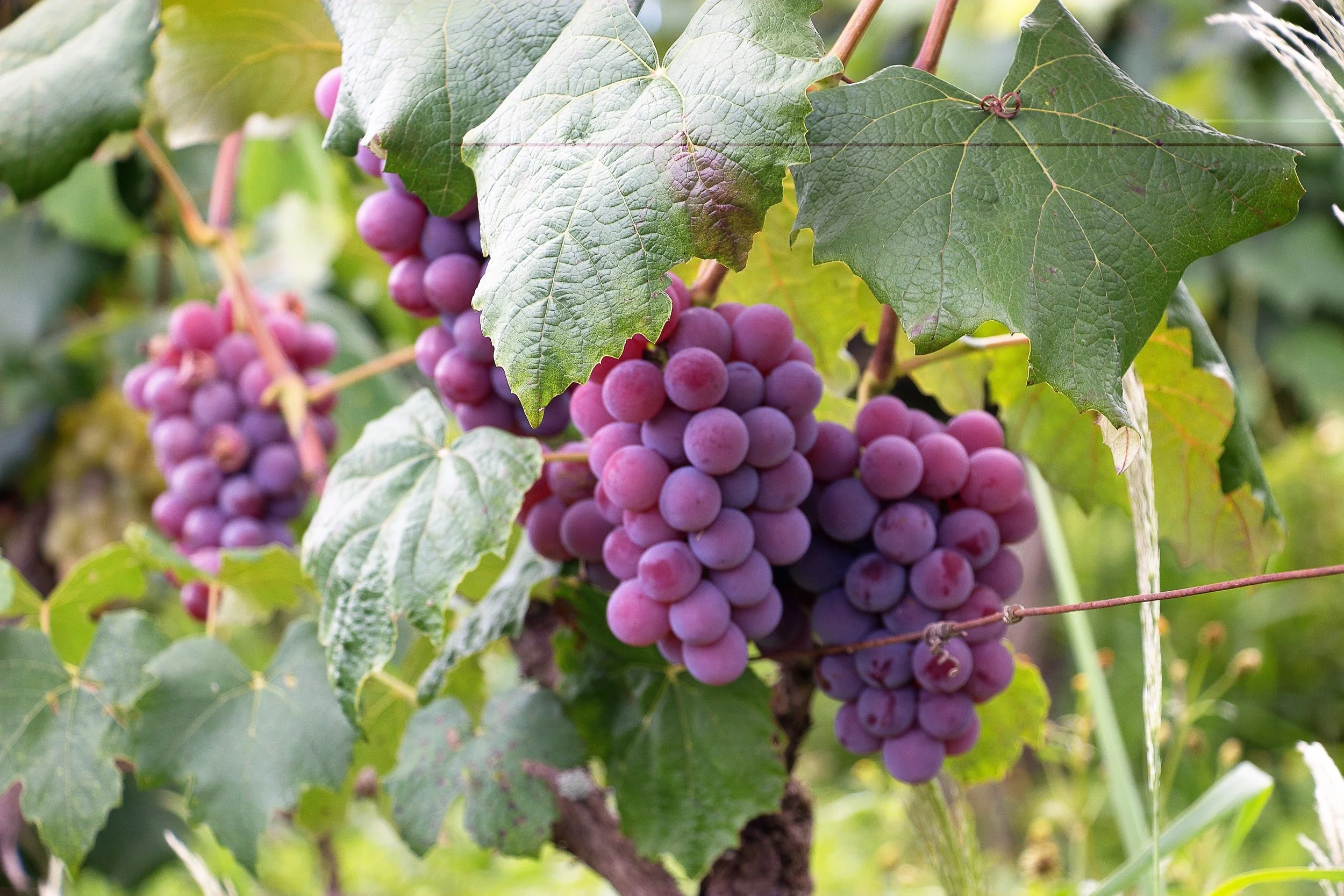 agriculture-berry-branches-760280.jpg