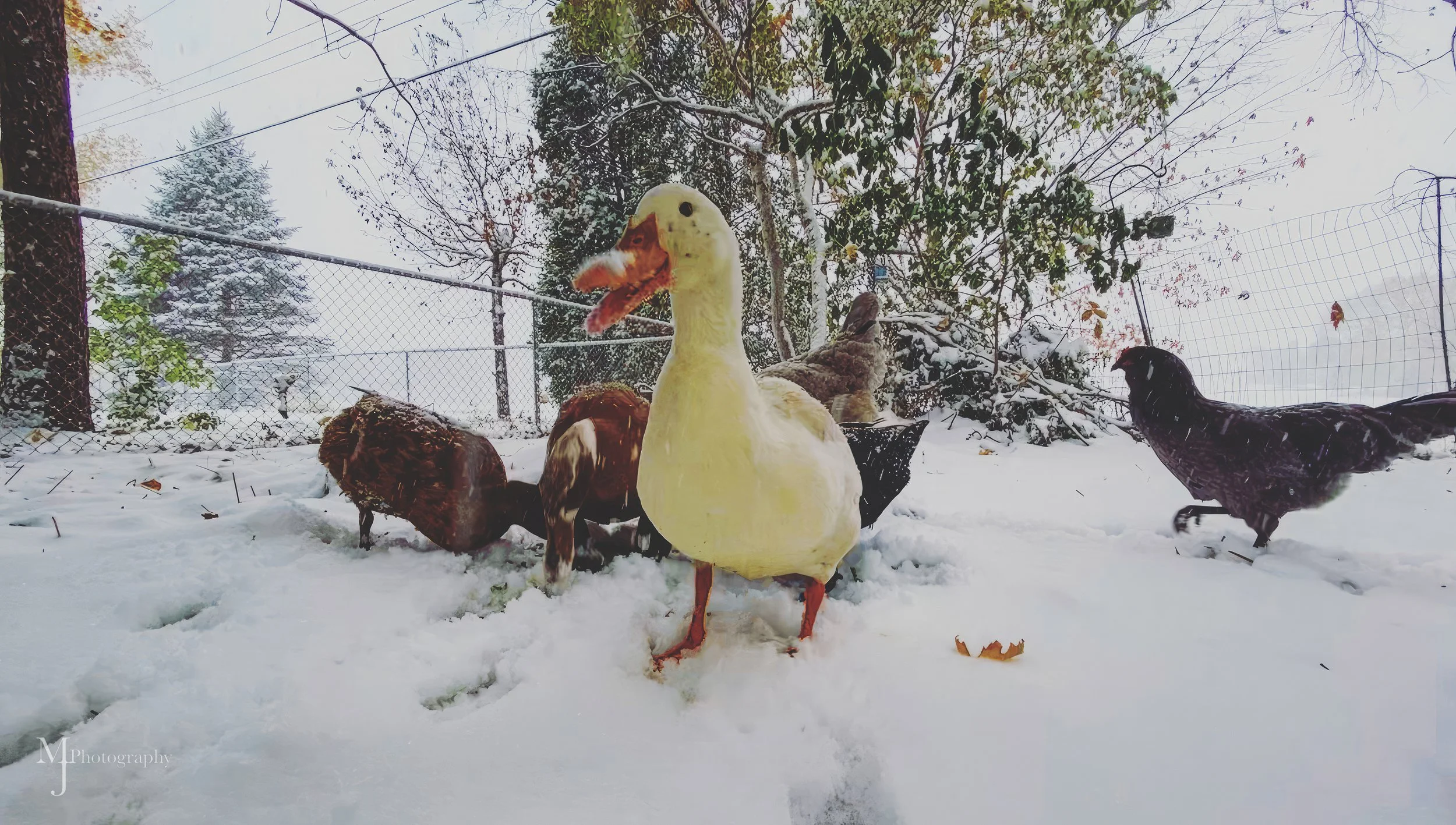 5C7DD6B6-8F71-4D9C-8278-7231809EC422 copy 2.jpg